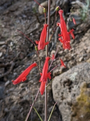 Penstemon barbatus torreyi