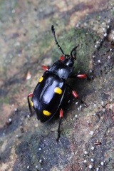 Eumorphus quadriguttatus pulchripes