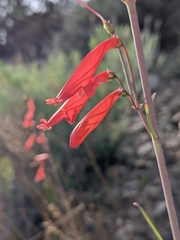 Penstemon barbatus torreyi