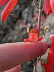 Penstemon barbatus torreyi