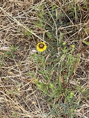 Helianthus laciniatus