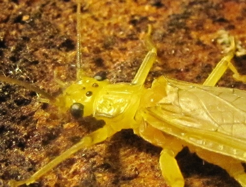 Chloroperlidae