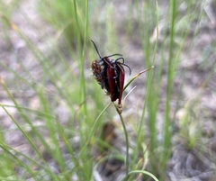 Lycus sanguinipennis