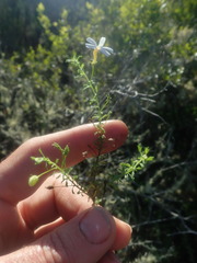 Jamesbrittenia argentea