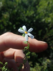 Jamesbrittenia argentea