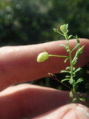 Jamesbrittenia argentea