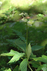 Hydrangea densifolia
