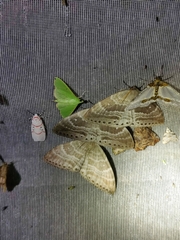 Cyclidia rectificata