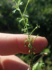 Jamesbrittenia argentea