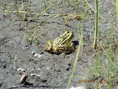 Lithobates pipiens