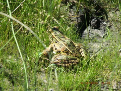 Lithobates pipiens