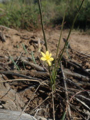 Hypoxis longifolia