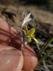 Hypoxis longifolia