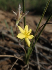 Hypoxis longifolia