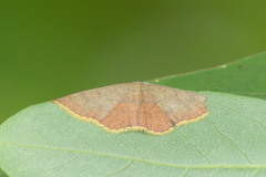 Pseudhyria rubra