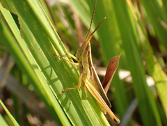 Mermiria intertexta