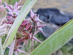 Tetraopes annulatus