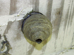 Dolichovespula arenaria