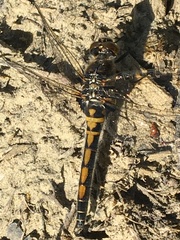 Leucorrhinia borealis