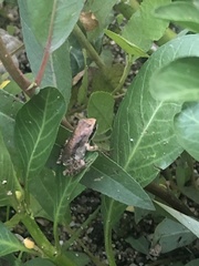 Pseudacris hypochondriaca