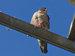 Falco peregrinus macropus