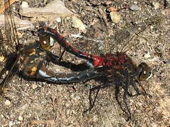 Leucorrhinia borealis