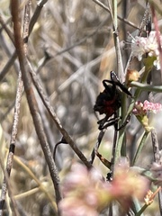 Apiomerus californicus