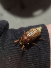 Polyphylla variolosa