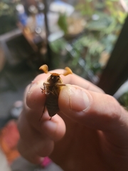 Polyphylla variolosa