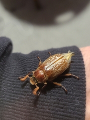 Polyphylla variolosa