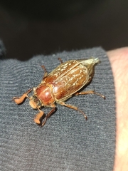 Polyphylla variolosa