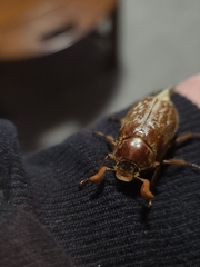 Polyphylla variolosa