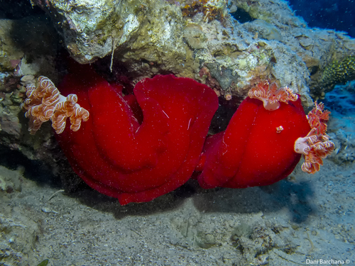 Photo of Spanish dancer (Hexabranchus sanguineus)