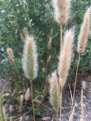 Polypogon monspeliensis