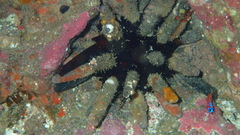 Eucidaris thouarsii