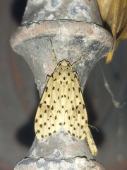 Eucereon atriguttum