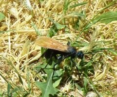 Pepsis pallidolimbata