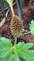 Gunnera tinctoria