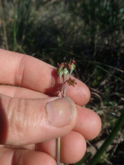 Tulbaghia capensis