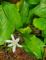 Clintonia uniflora