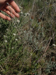 Stoebe phyllostachya