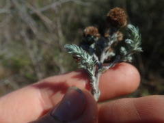Stoebe phyllostachya