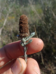 Stoebe phyllostachya