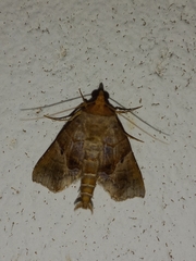 Radara nealcesalis