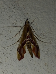 Agathodes designalis