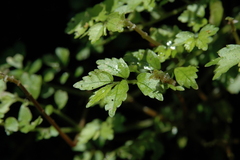 Elatostema microcephalanthum