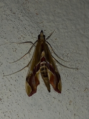 Agathodes designalis