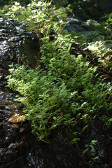 Elatostema microcephalanthum