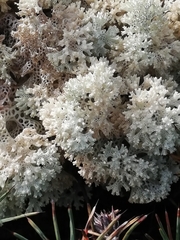 Pulchrocladia ferdinandii