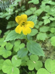 Erythranthe dentata